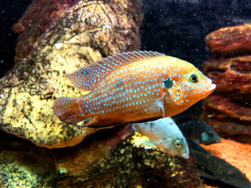 Beautiful fish image - after compression Beautiful fish image - after compression