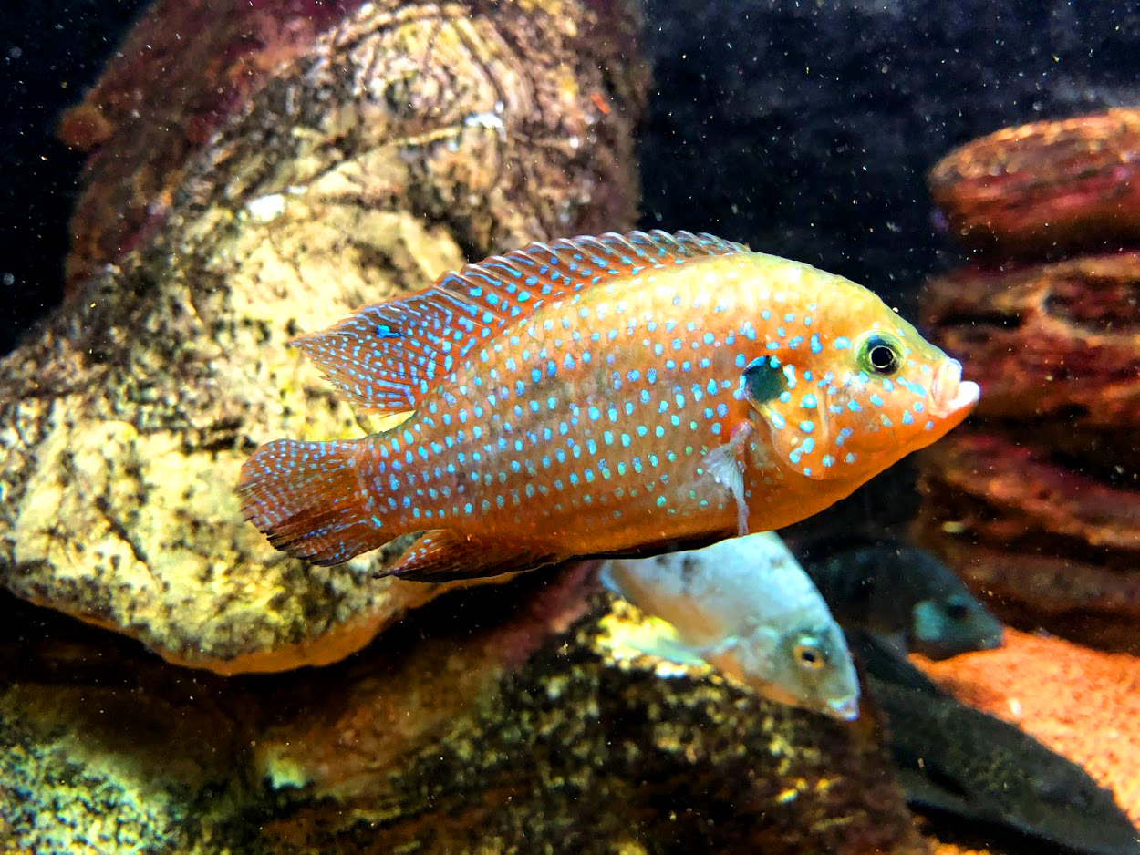 Beautiful fish image - before compression Beautiful fish image - before compression